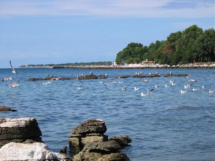 полуостров Истрия, чайки