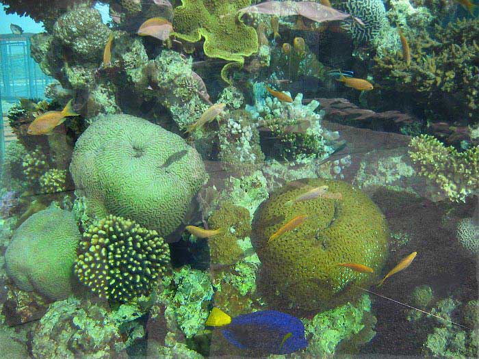 коралловый аквариум
