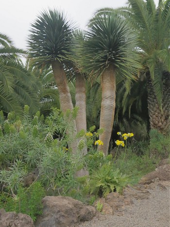 пальмы и драцены