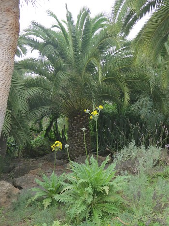 пальмы и травы