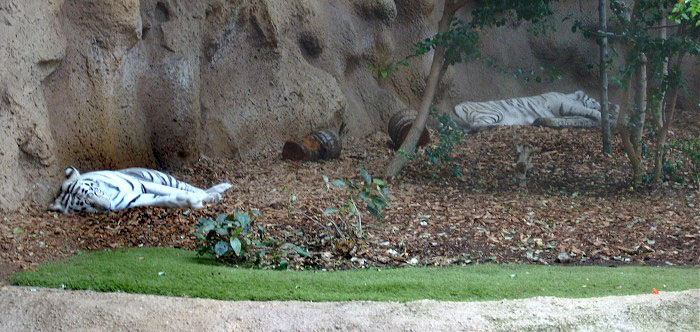 Спящие белые тигры