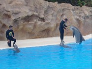 Лоро Парк — шоу дельфинов