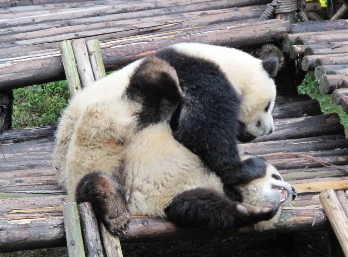 играющие панды