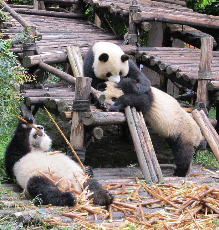 три панды