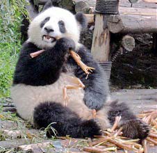 Панда поедает побеги бамбука