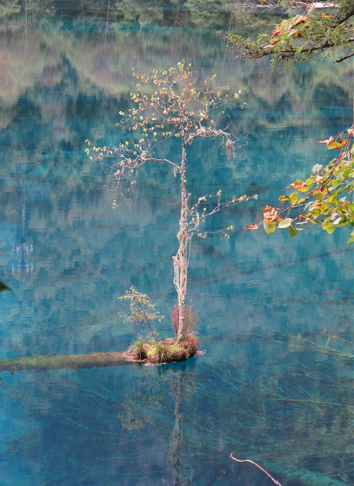 дерево посреди озера