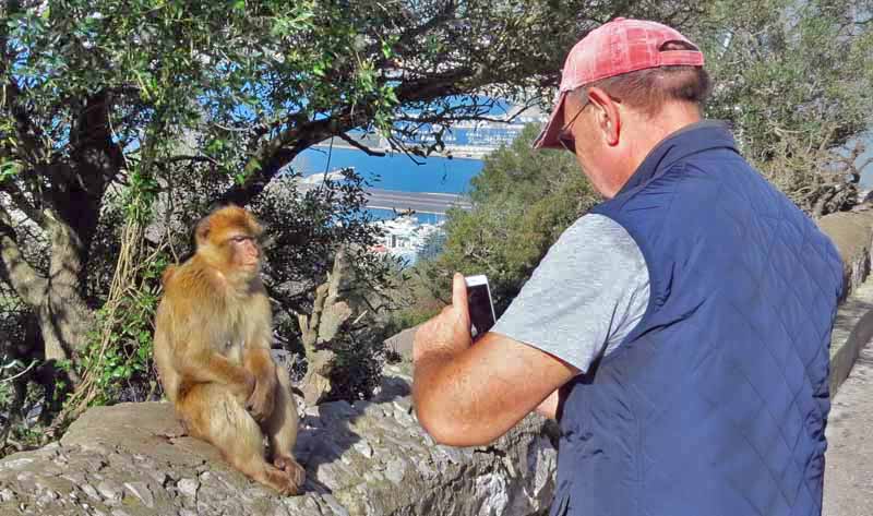 фотографируют обезьяну