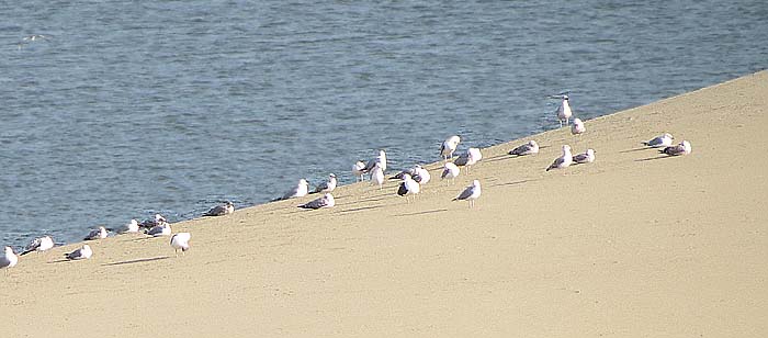 чайки на берегу