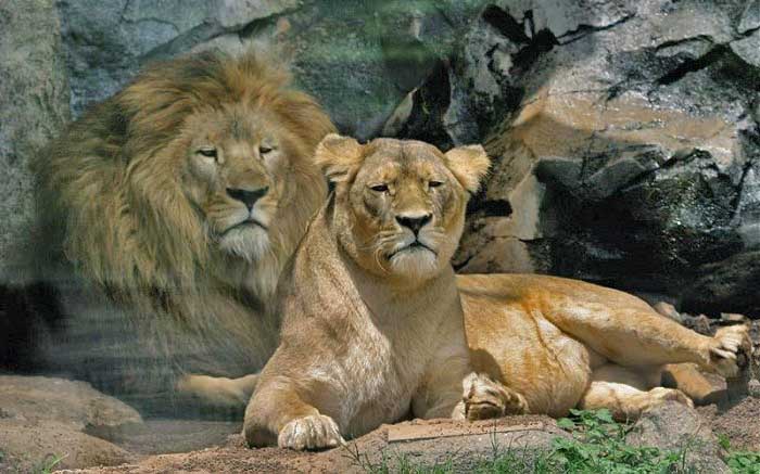 лев и львица