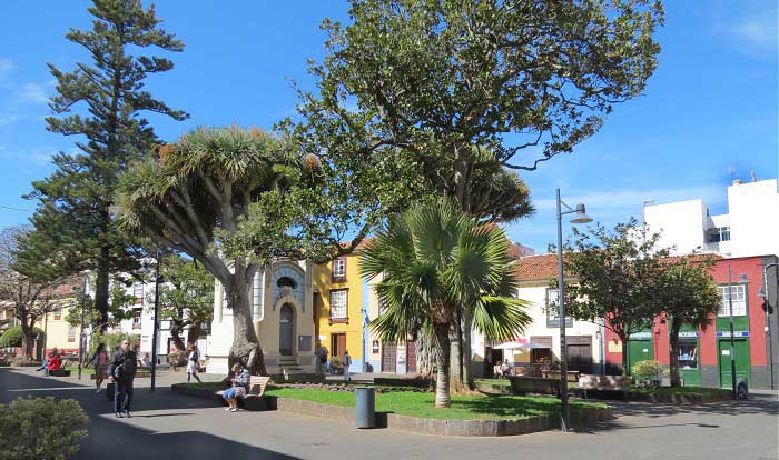 драконово дерево и араукария на Plaza la Concepcion