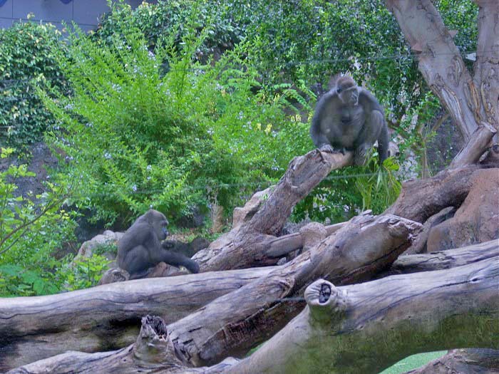 самки гориллы на дереве