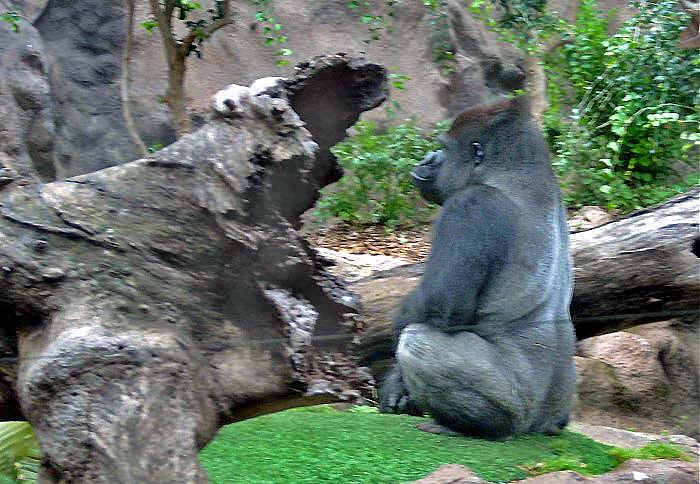 Loro Park, горилла