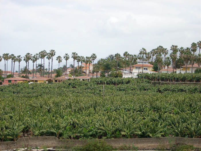 банановые плантации