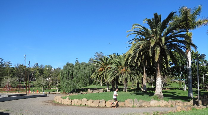 пальмы в парке